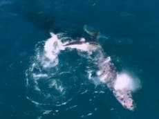 Drone footage shows a great white shark drowning a 33ft humpback whale