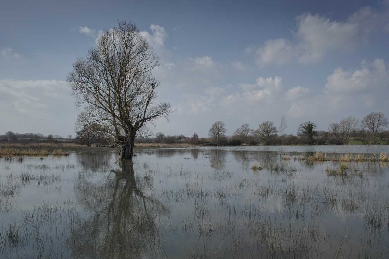 Suffolk Wildlife Trust has been 'wilding' the Black Bourn Valley by taking fields out of arable farming and allowing nature to take over