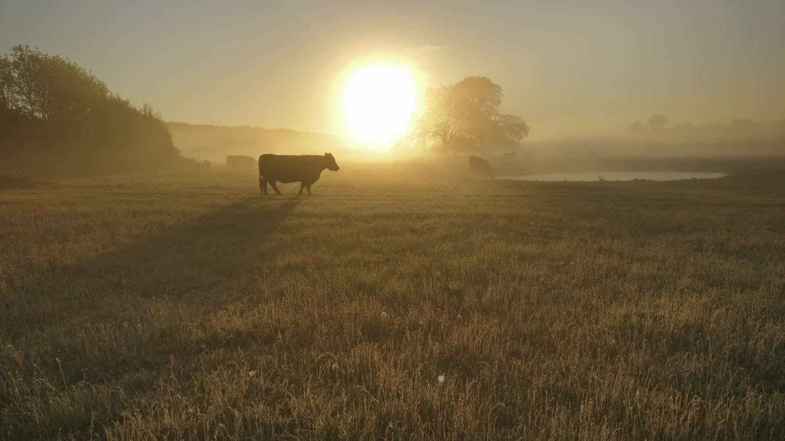 A Welsh black cow on restored water meadow at Somerleyton in Suffolk