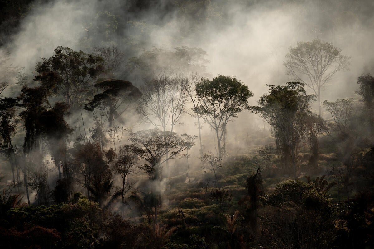 A fire burns in the rainforest next to a freshly deforested area in Alta Floresta, Mato Grosso state, Brazil