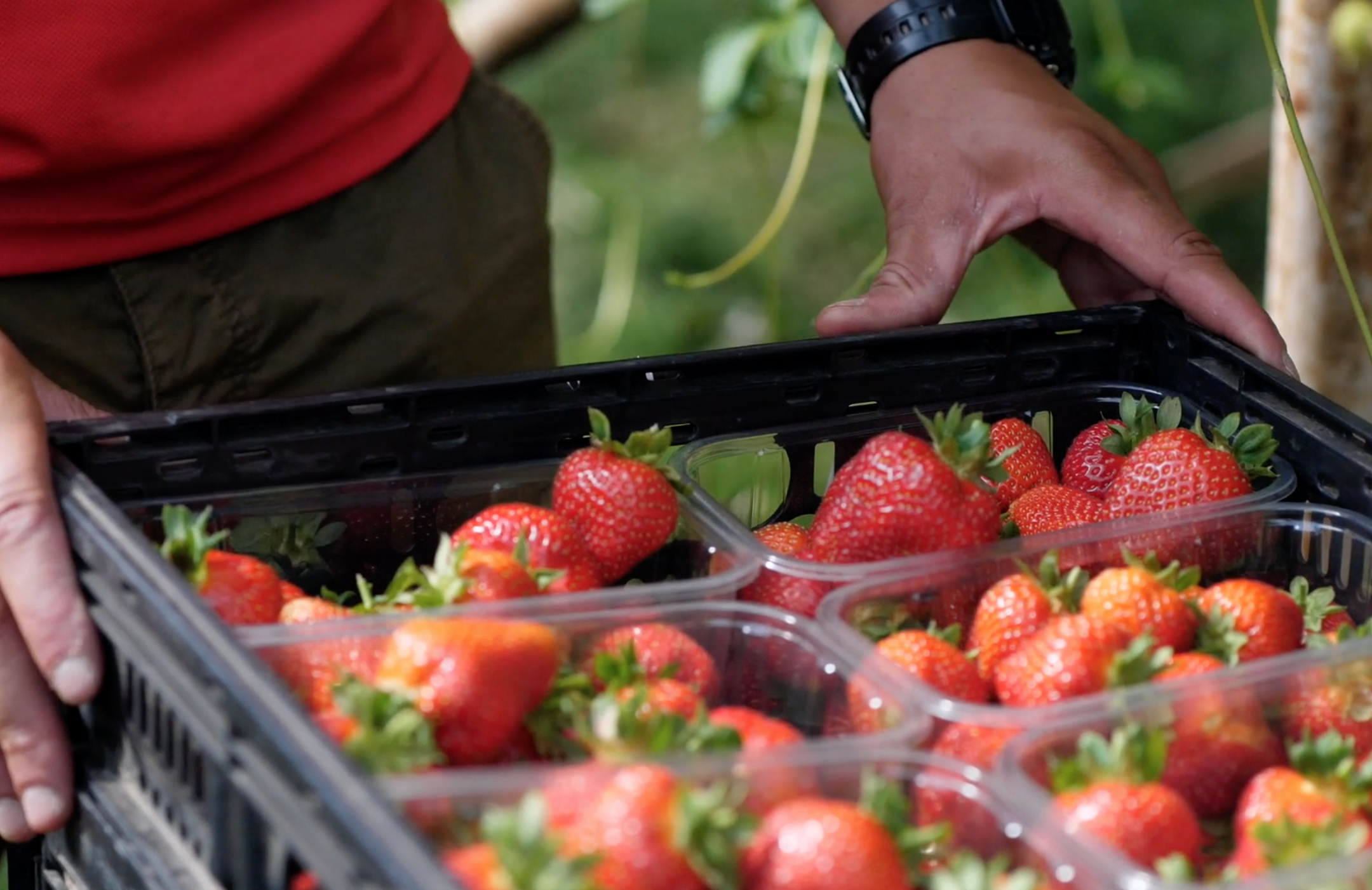 Who knew such skill was needed to select strawberries