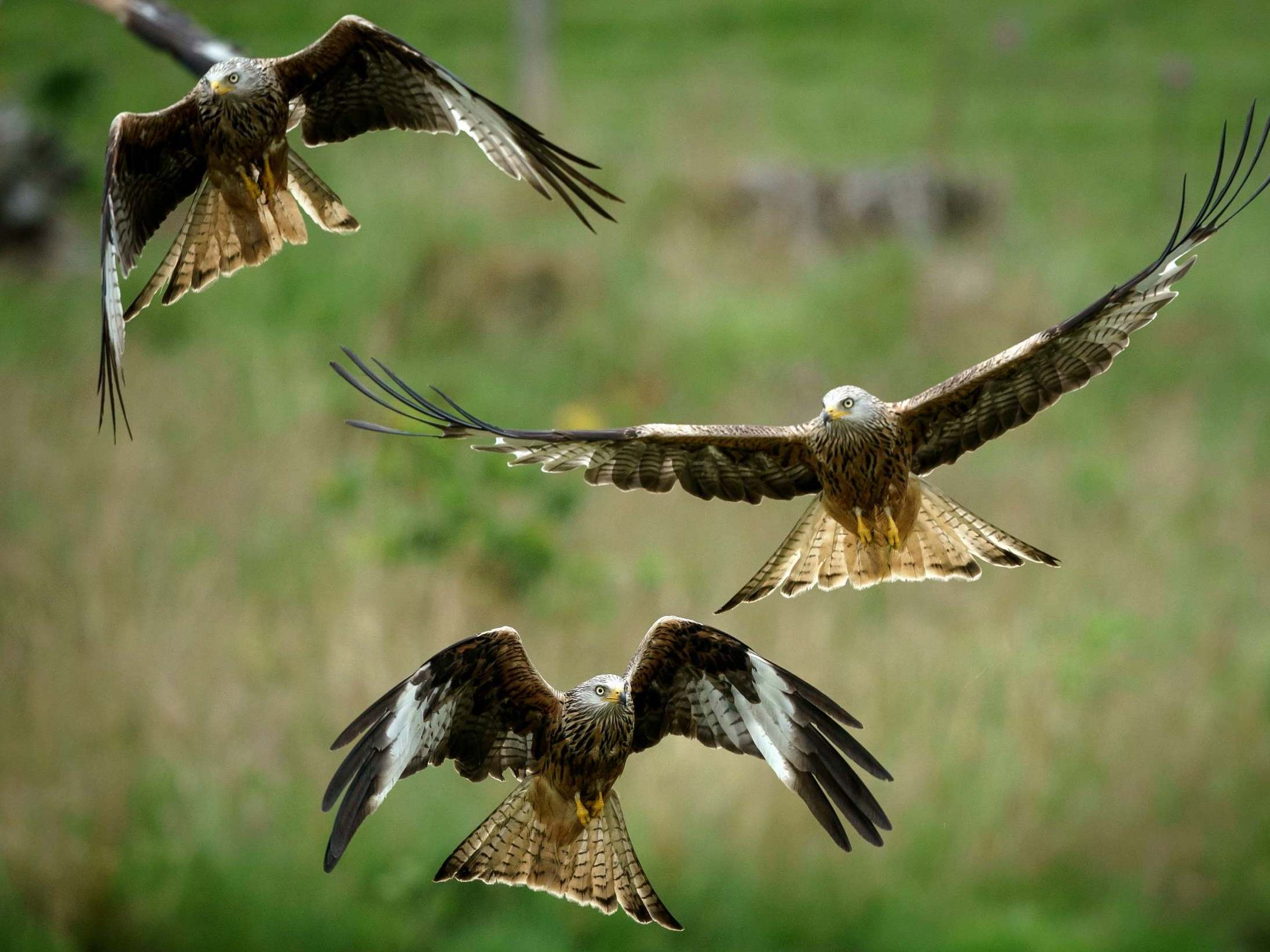 Red kites descend on Gigrin Farm Red Kite Feeding Centre in Rhayder on 15 July