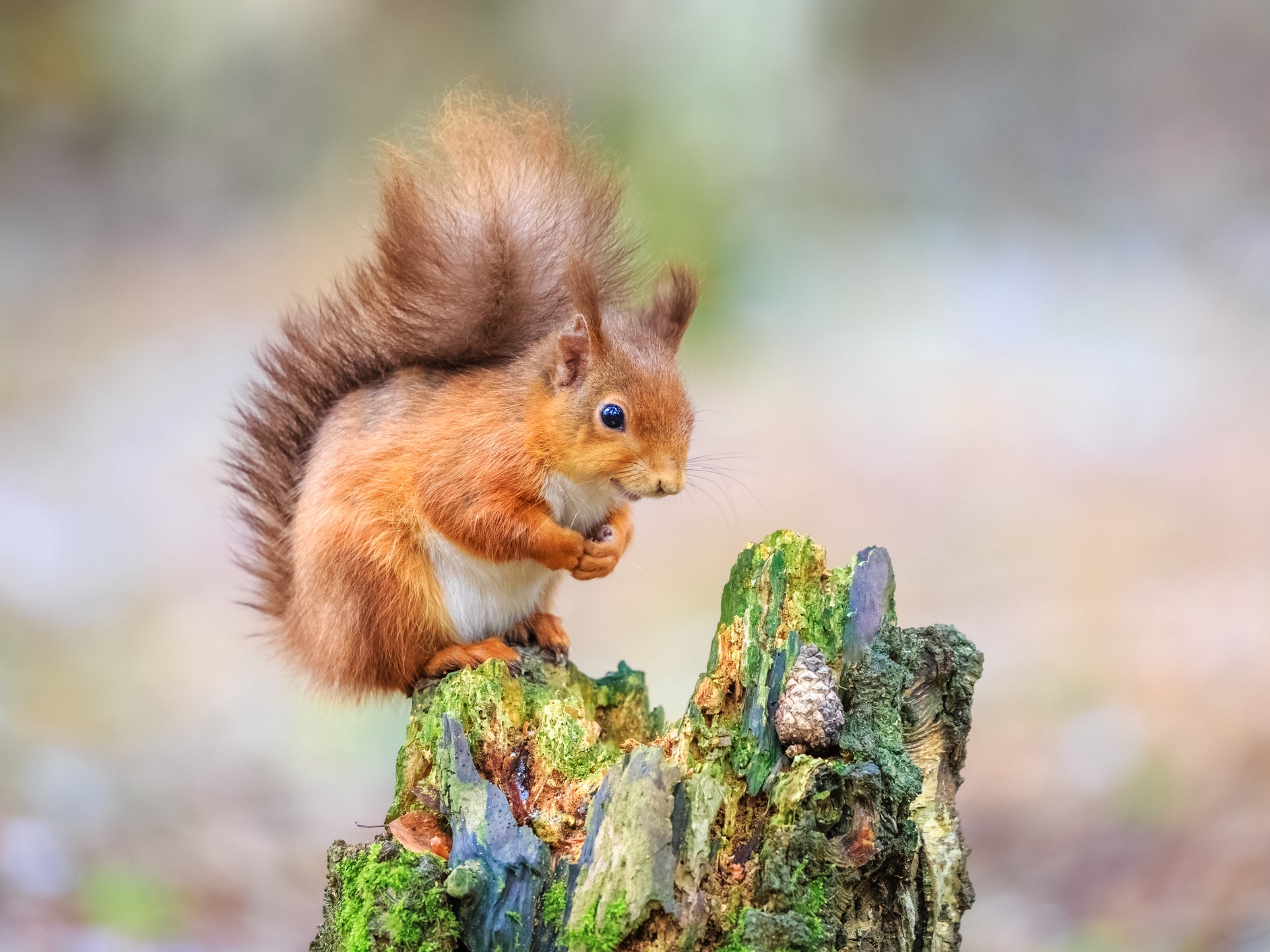 Environment Secretary George Eustice said EU protections had not covered UK species including pine martens and red squirrels