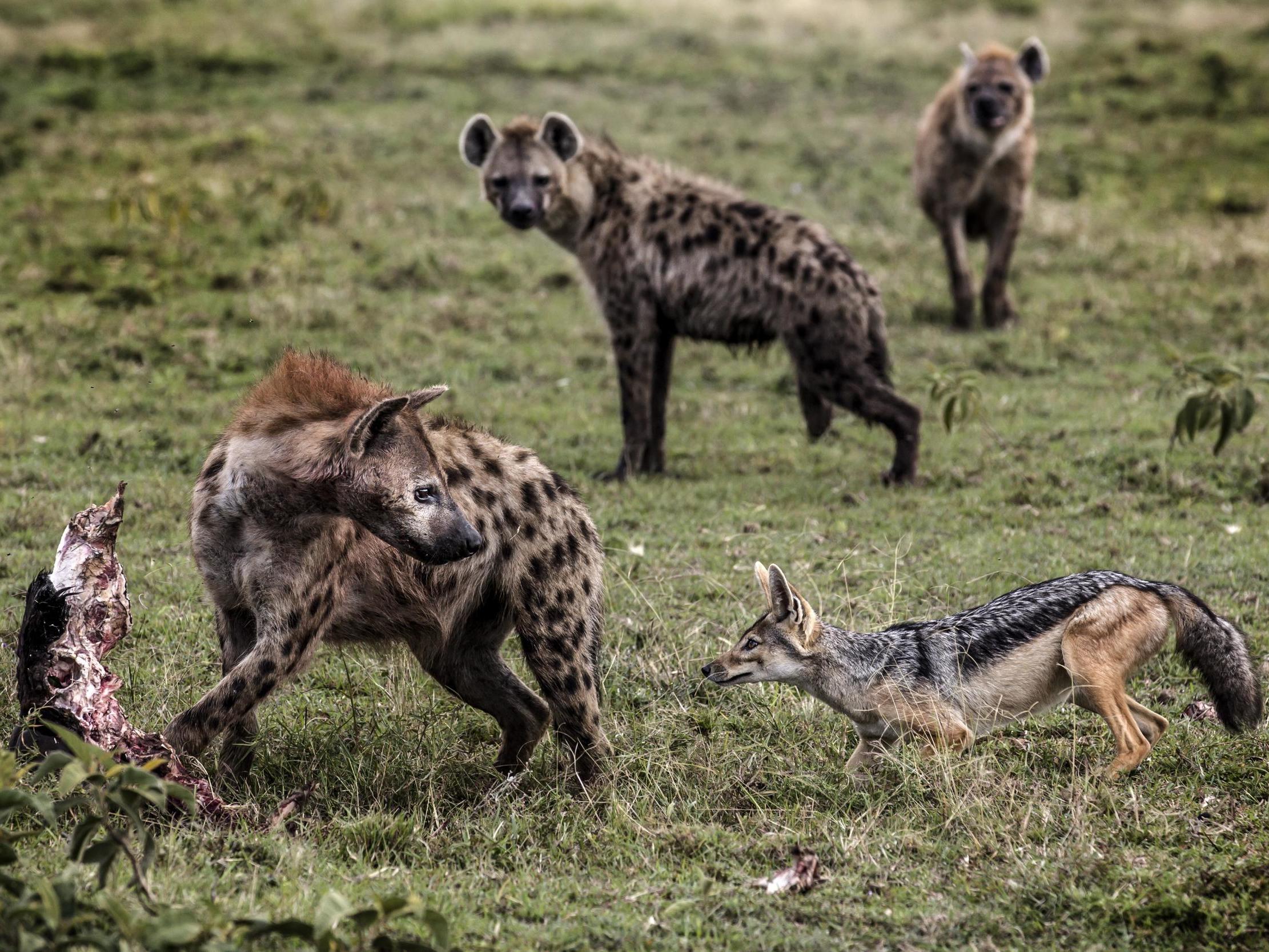 A hyena and a jackal face off for wildebeest remains in the Ol Kinyei Conservancy