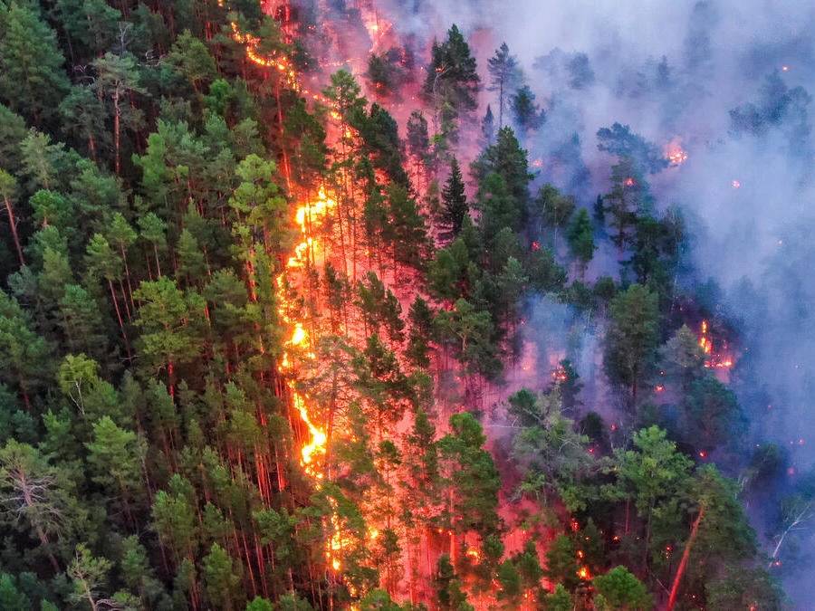 Greenpeace Russia has documented forest fires in the Krasnoyarsk region and accused authorities of failing to take action