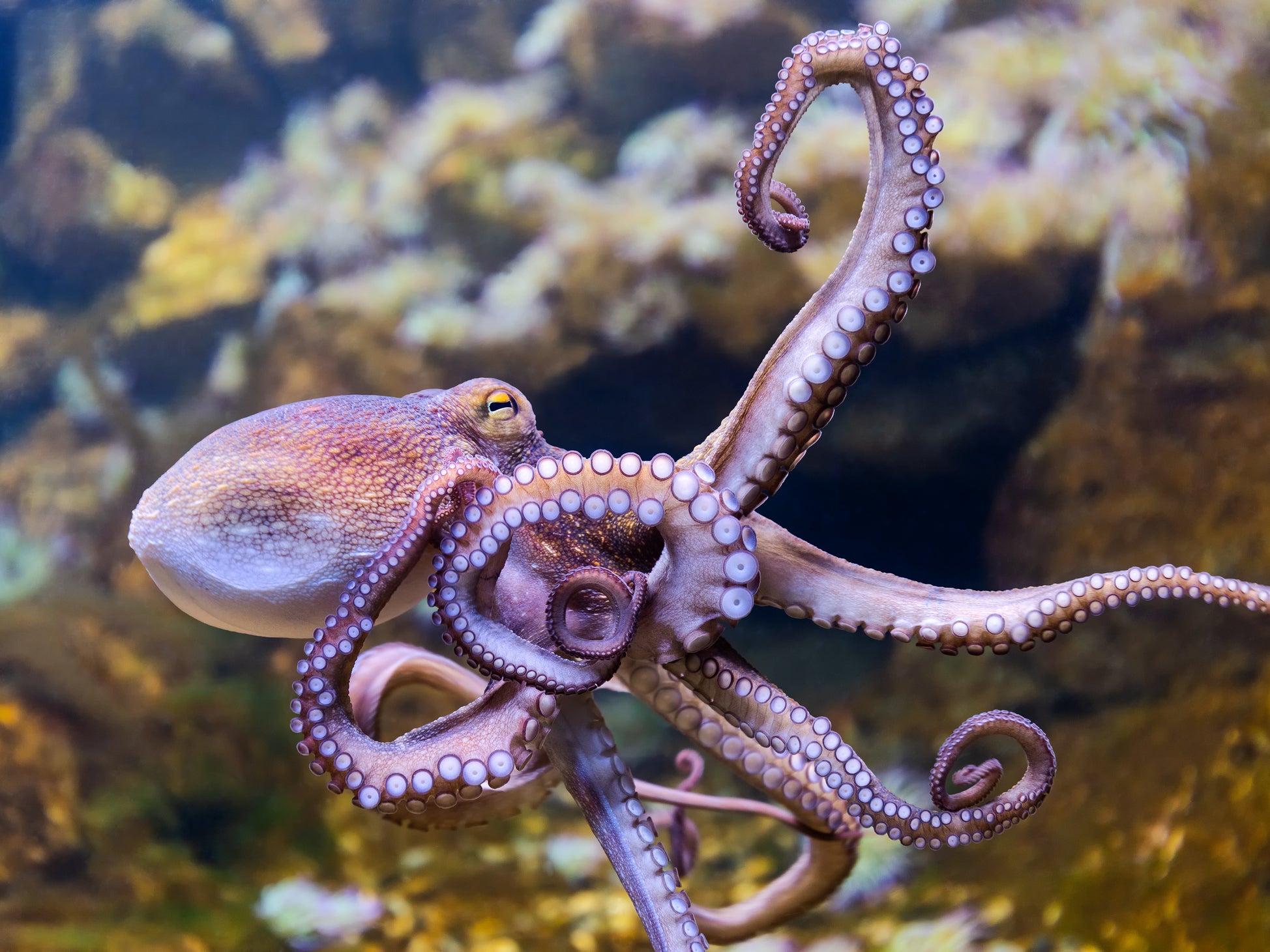 The common octopus is among the species seeing rapid declines