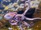Conservationists ‘flabbergasted’ by record number of octopus in UK waters