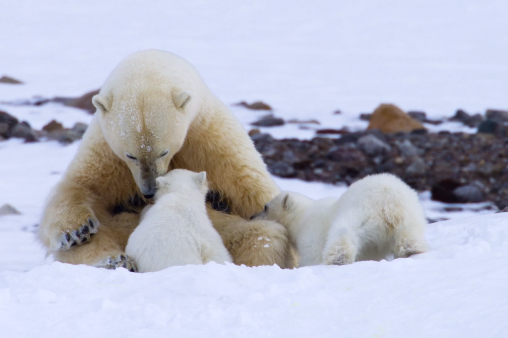 Mama bear with her cubs: the animal has appeared in documentaries, magazines, postcards and even souvenirs