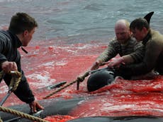 Sea turns blood red as more than 250 whales slaughtered in ‘barbaric’ hunt in Faroe Islands