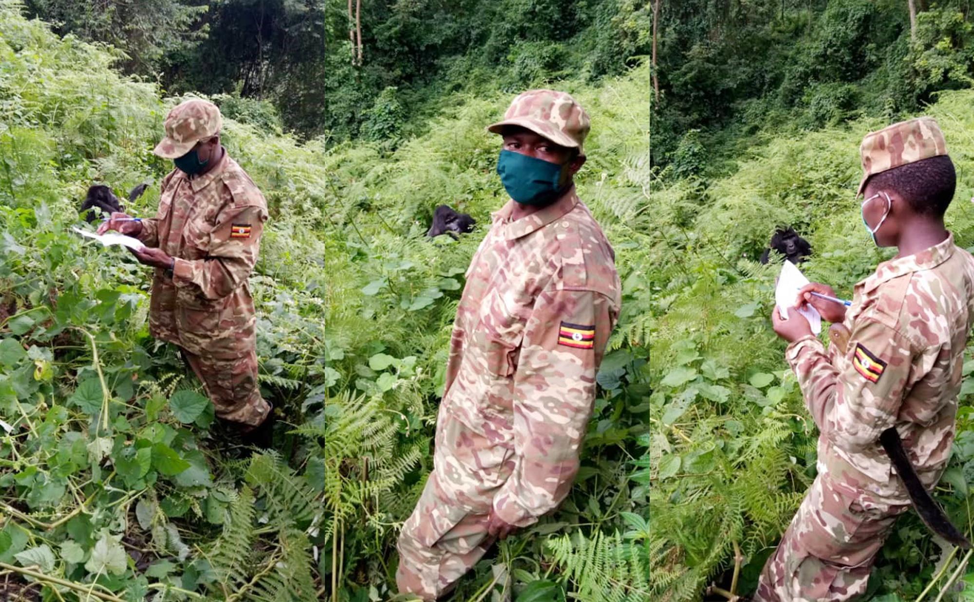 Gorilla monitoring while wearing face masks in Bwindi Impenetrable National Park