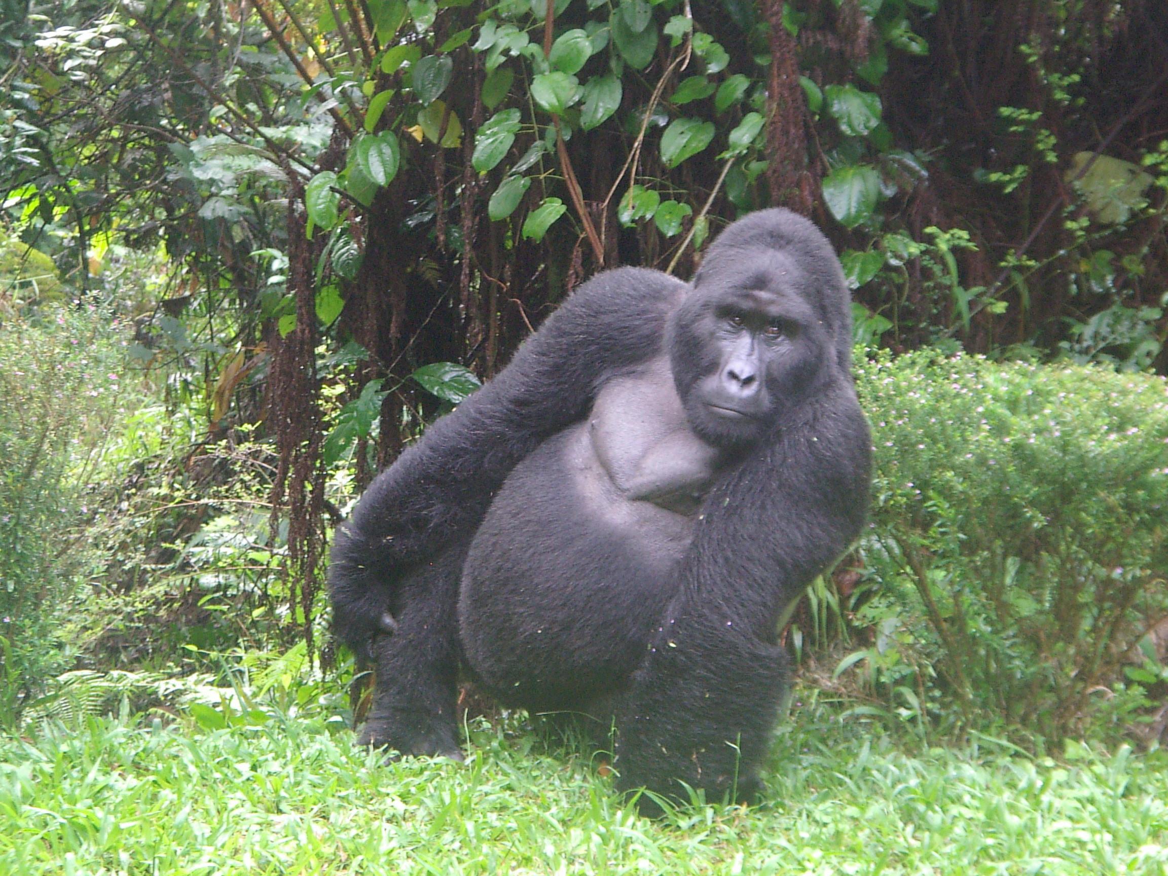 The pandemic threatens the survival of our evolutionary 'cousin', the mountain gorilla