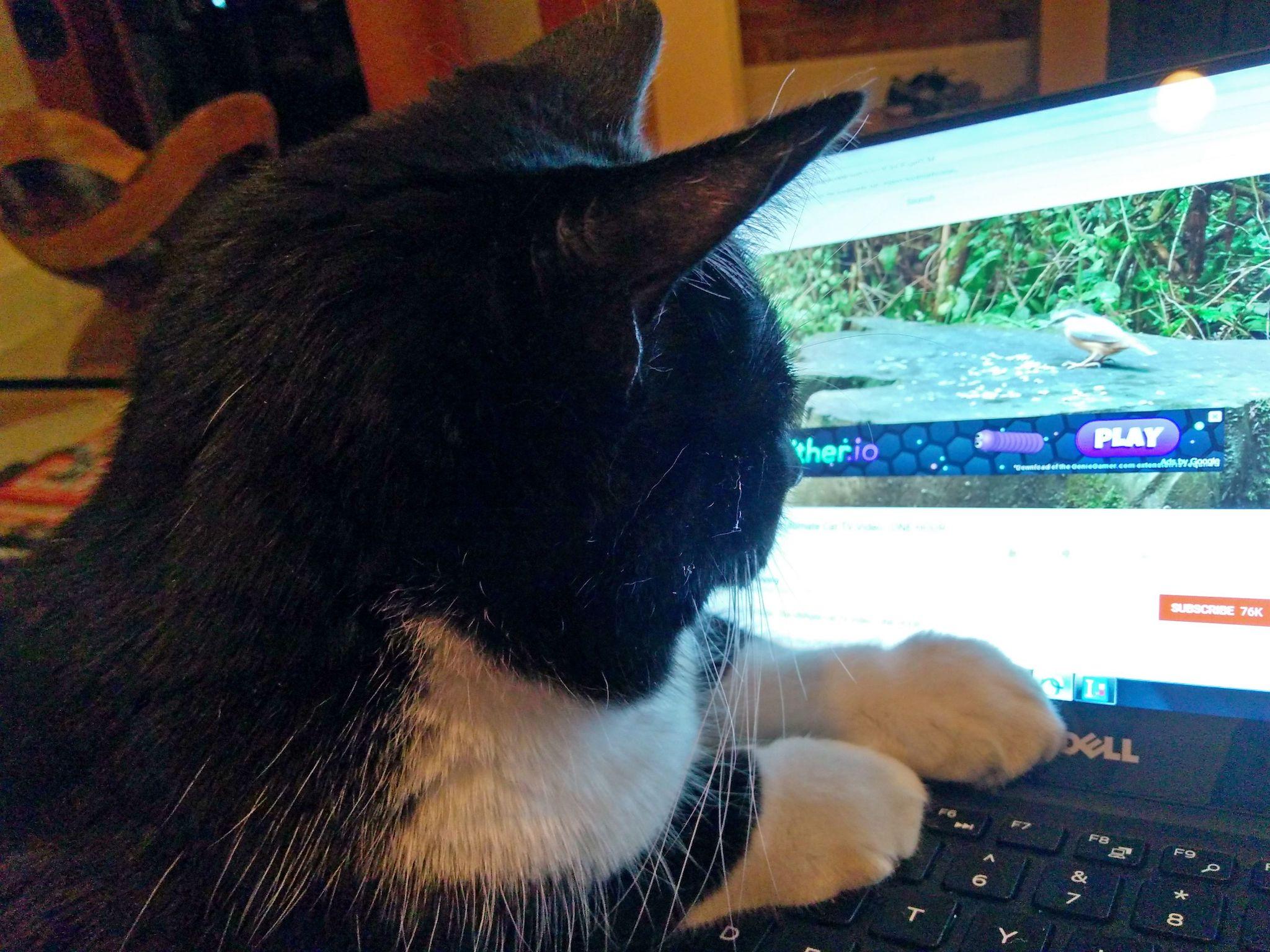 Koko, the cat, watches Cat TV on a laptop in Washington, DC December 21, 2017