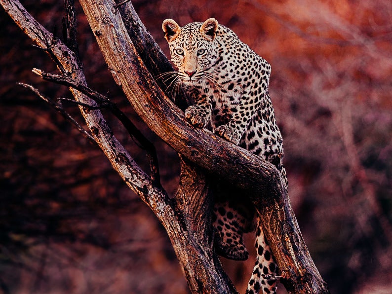 One of the prints for sale features a female leopard in Namibia