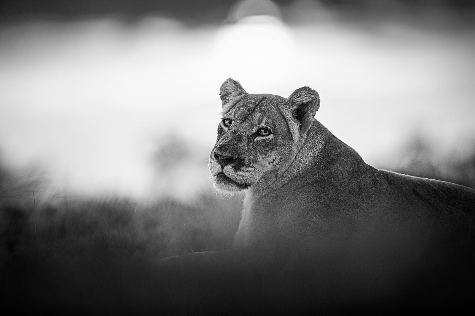 The solitary lioness Lady Liuwa taken in Liuwa Plain National Park in Zambia, 2015