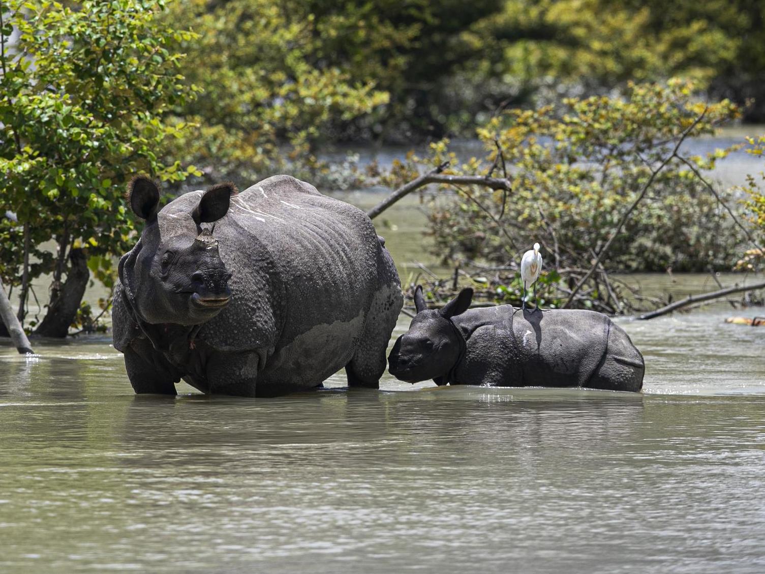 A one-horned rhin and calf wade through floodwater at a wildlife sanctuary in Assam