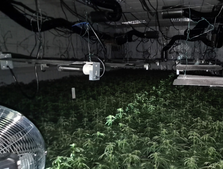 Giant cannabis farm uncovered in Oldham
