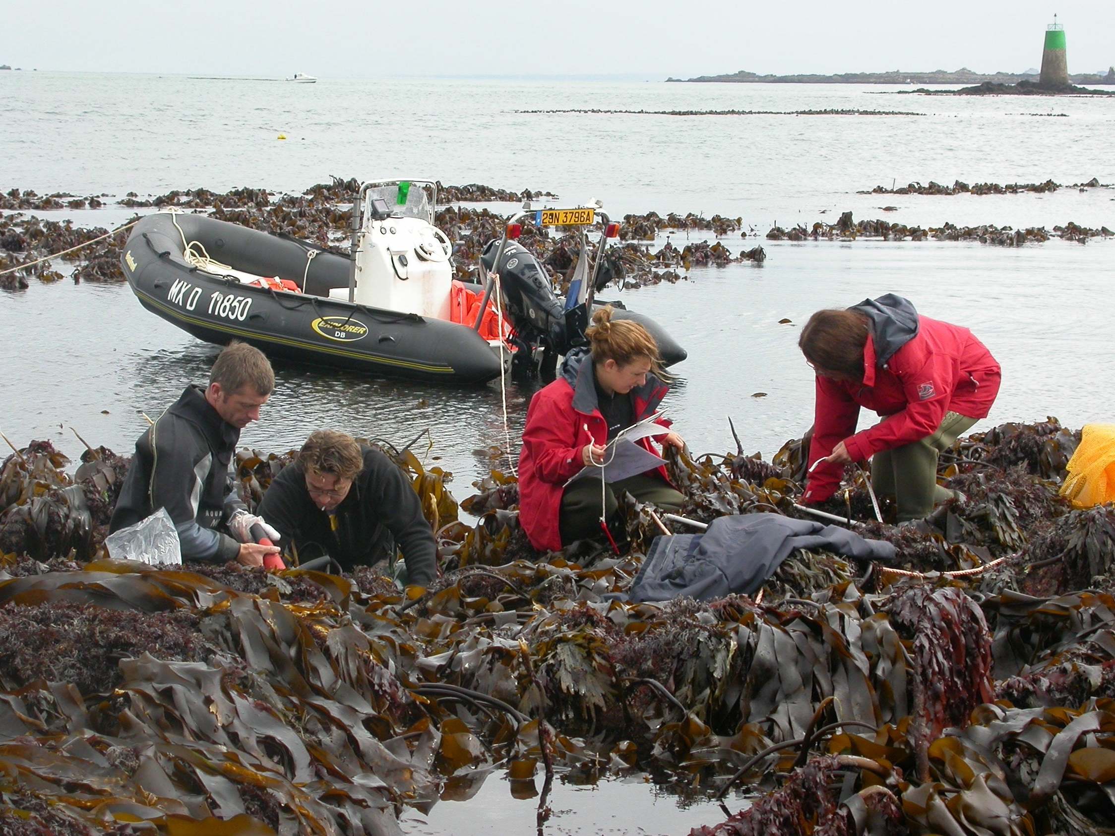 Scientists analysed the genetic composition of oarweed gathered off the coast of Scotland, Ireland and Brittany