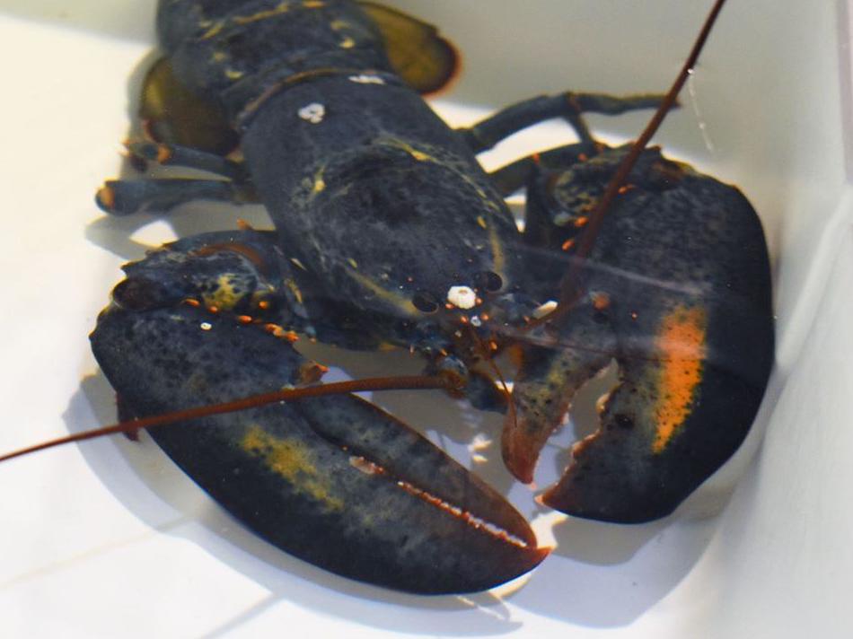 A rare blue lobster sent to Akron Zoo in Ohio, after being delivered to restaurant