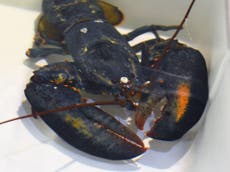 Rare blue lobster discovered at Red Lobster is granted reprieve from the pot and sent to zoo