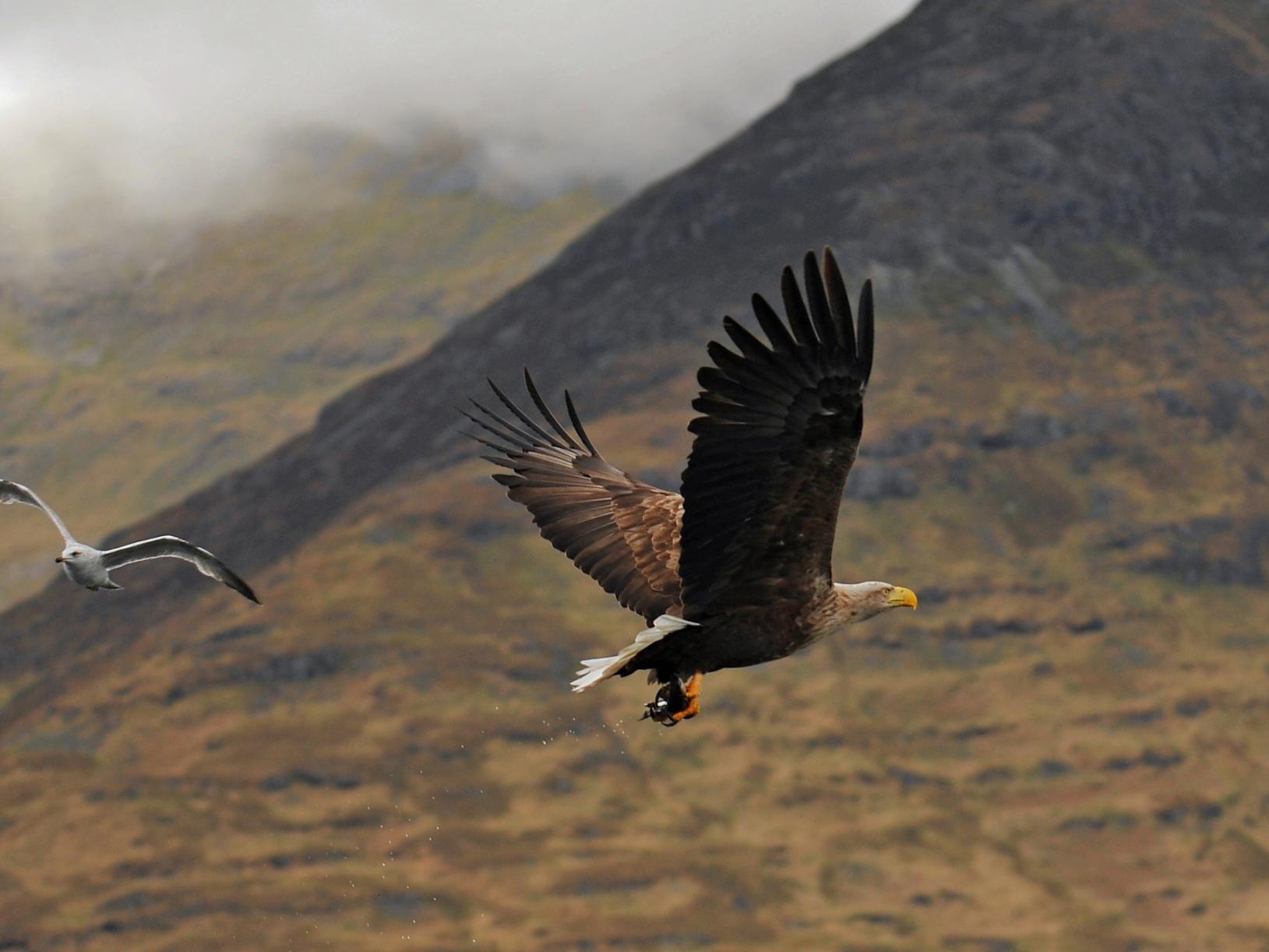 RSPB demands urgent action after illegal killing of white-tailed eagle