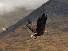 ‘The killing has been relentless’: RSPB calls for urgent change after poisoning of rare white-tailed eagle on Scottish grouse moor