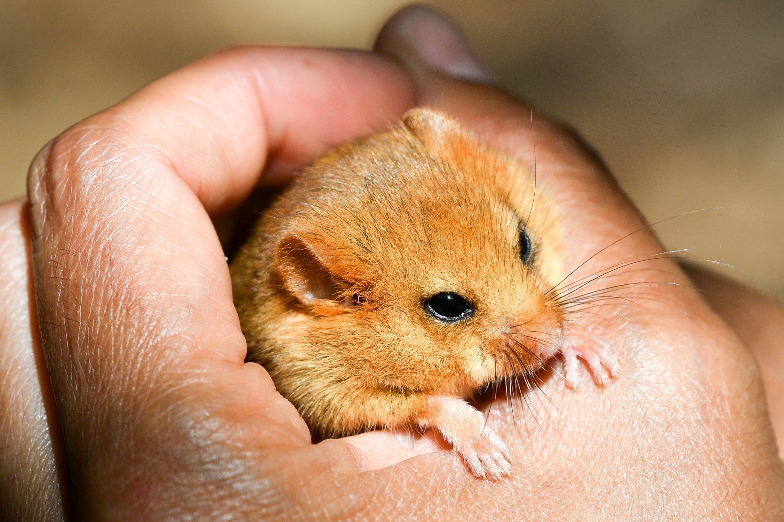 A hazel dormouse, which is facing extinction