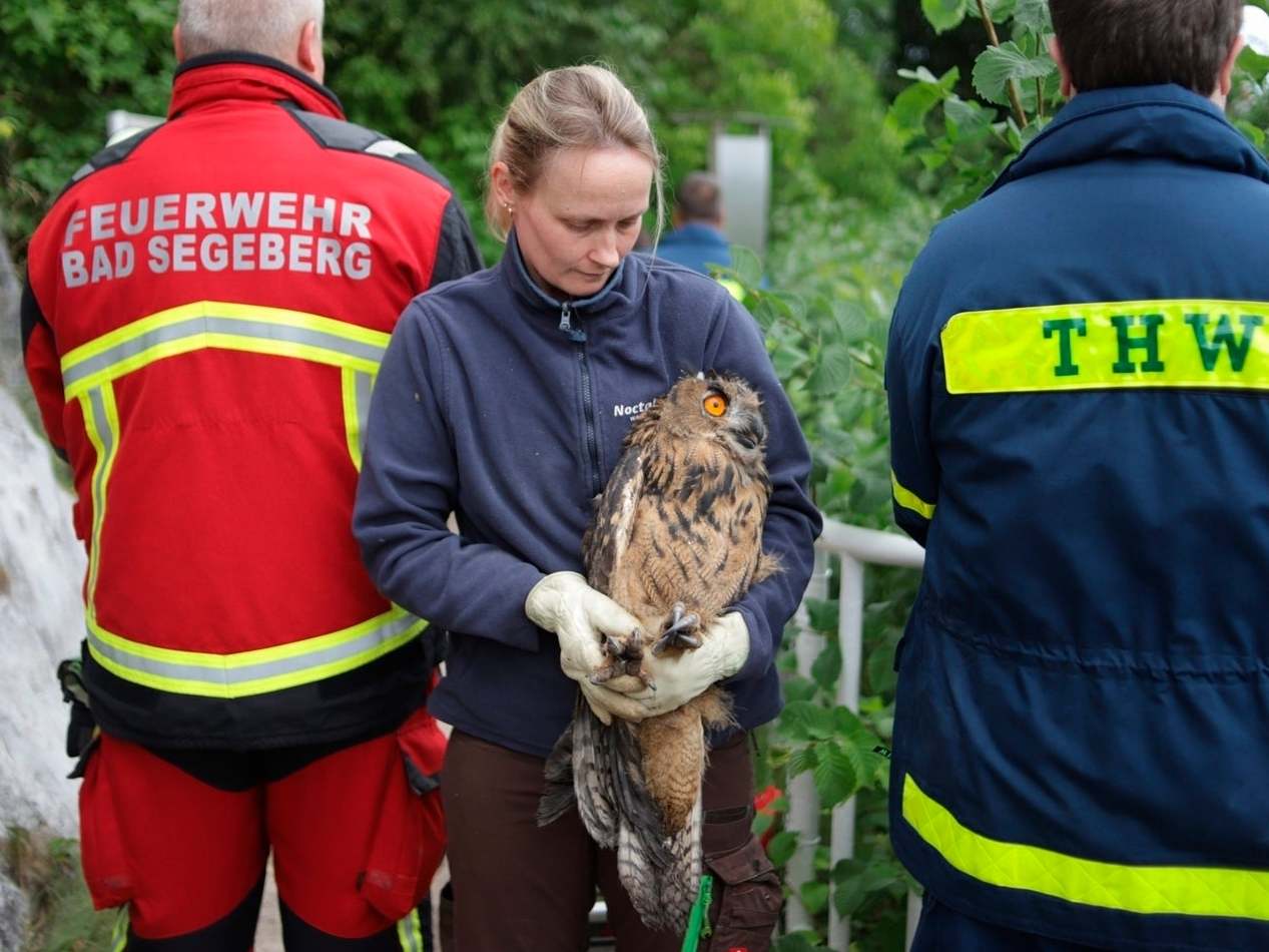 A member of a voluntary fire brigade holds the eagle owl after it was rescuedl from the bottom of an old well at the Siegesburg castle in Bad Segeberg, Germany