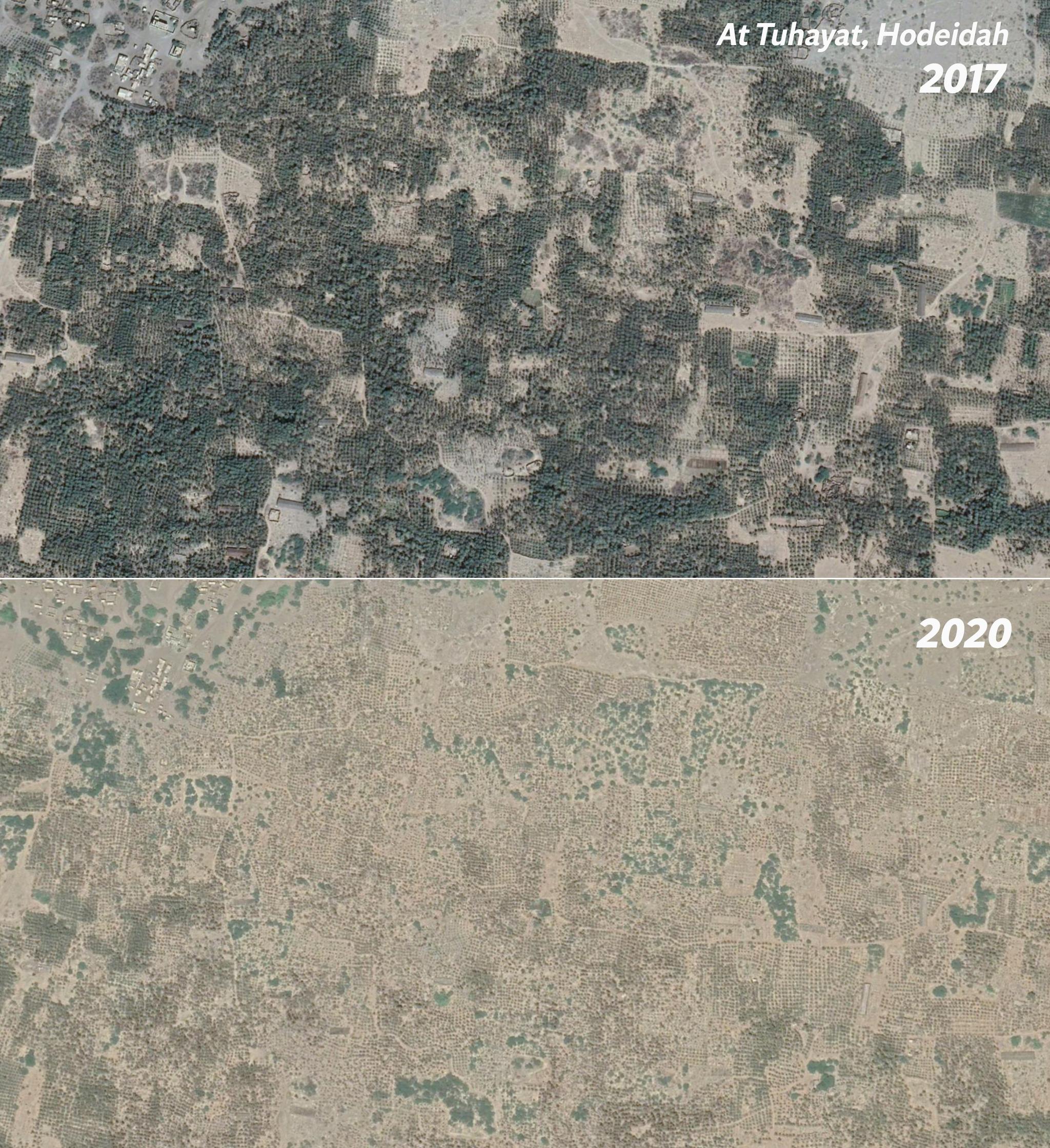 Satellite imagery analysed by Bellingcat shows dying date palms in Hodeidah