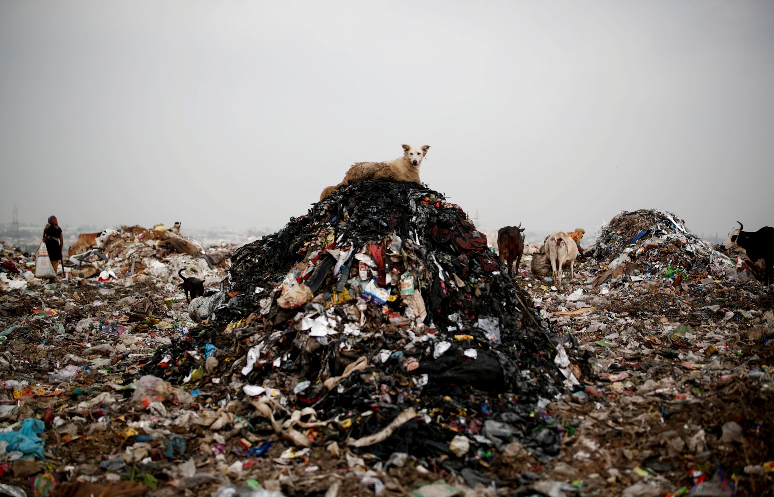 A dog rests on a pile of rubbish (Reuters)