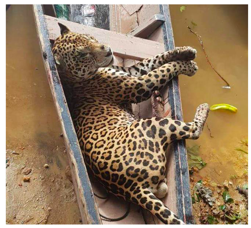 A jaguar carcass being transported from the forest in Suriname using a canoe