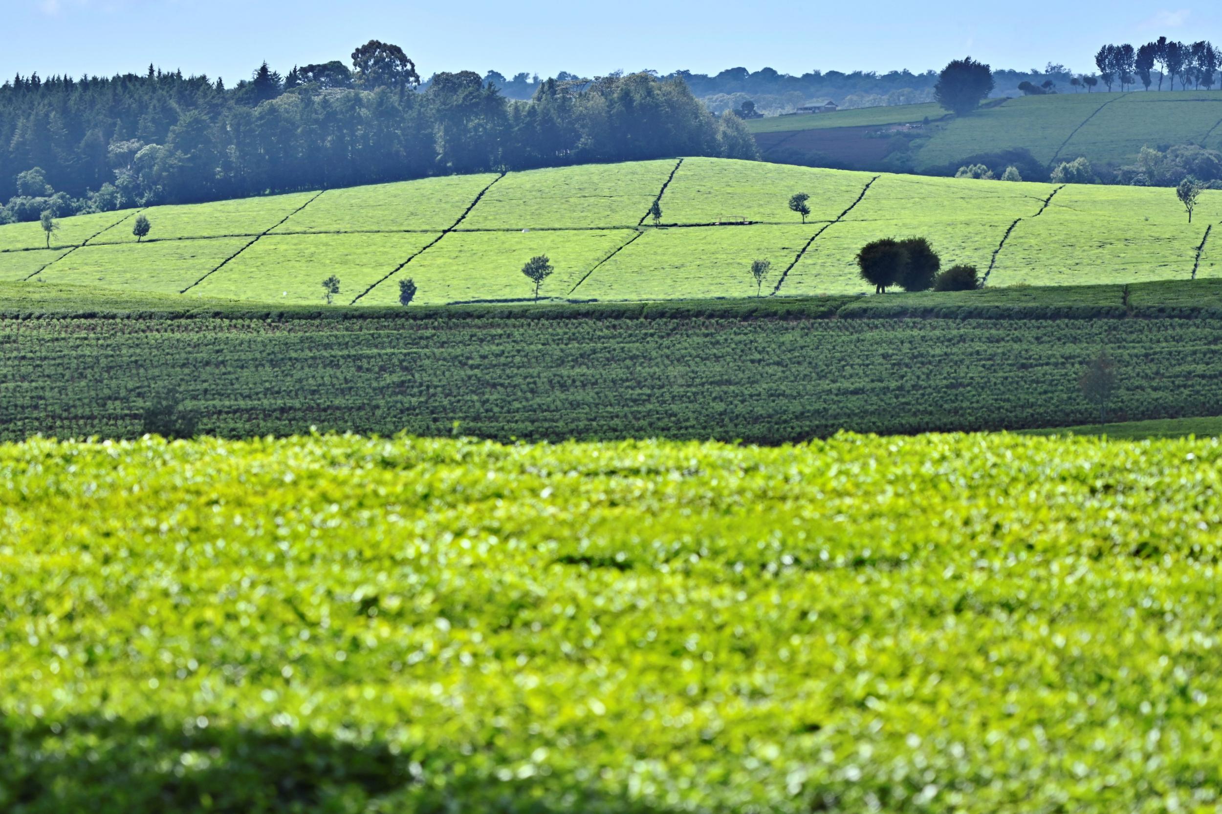 Unilever has vast tea estates in Kenya's Kericho region