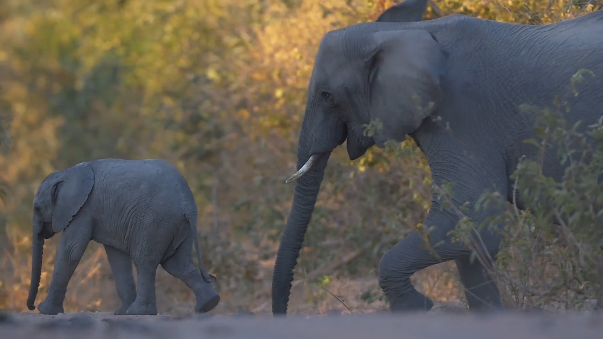 Stop the Illegal Wildlife Trade