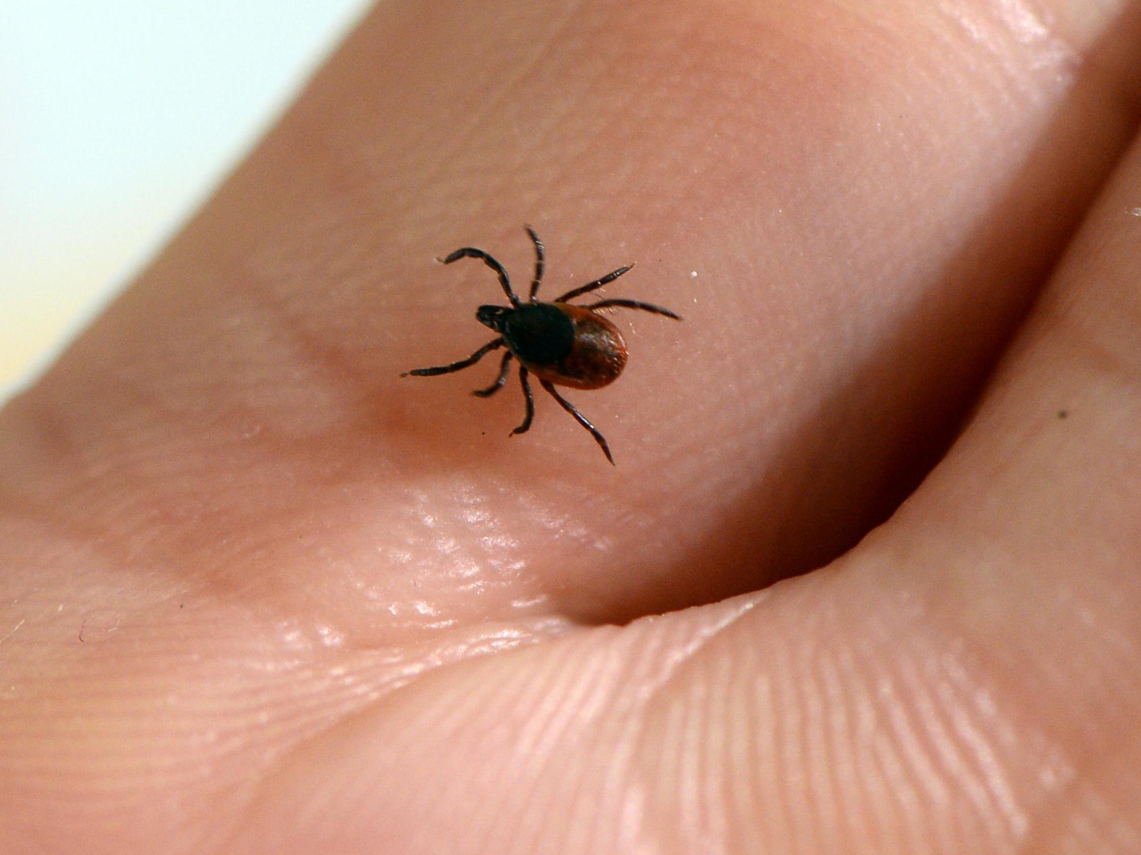 A rare tick-borne illness has been found in the UK for the first time