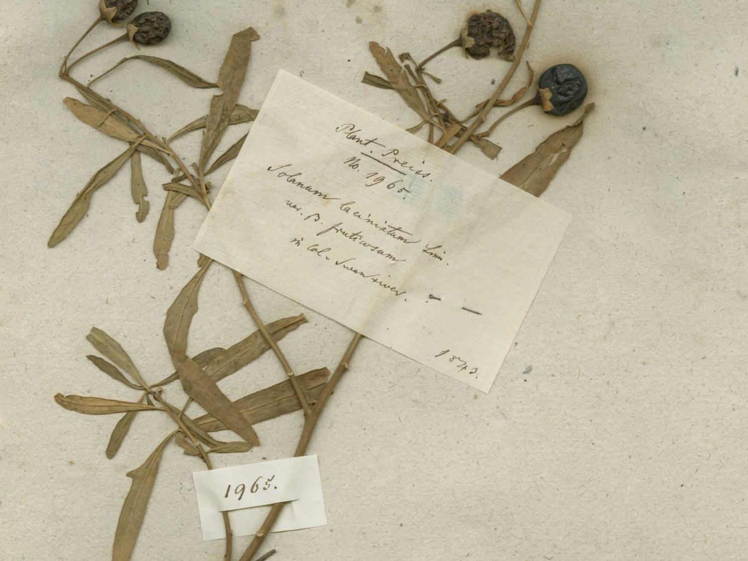 Kangaroo Apple collected by Preiss at Swan River in the early 19th century