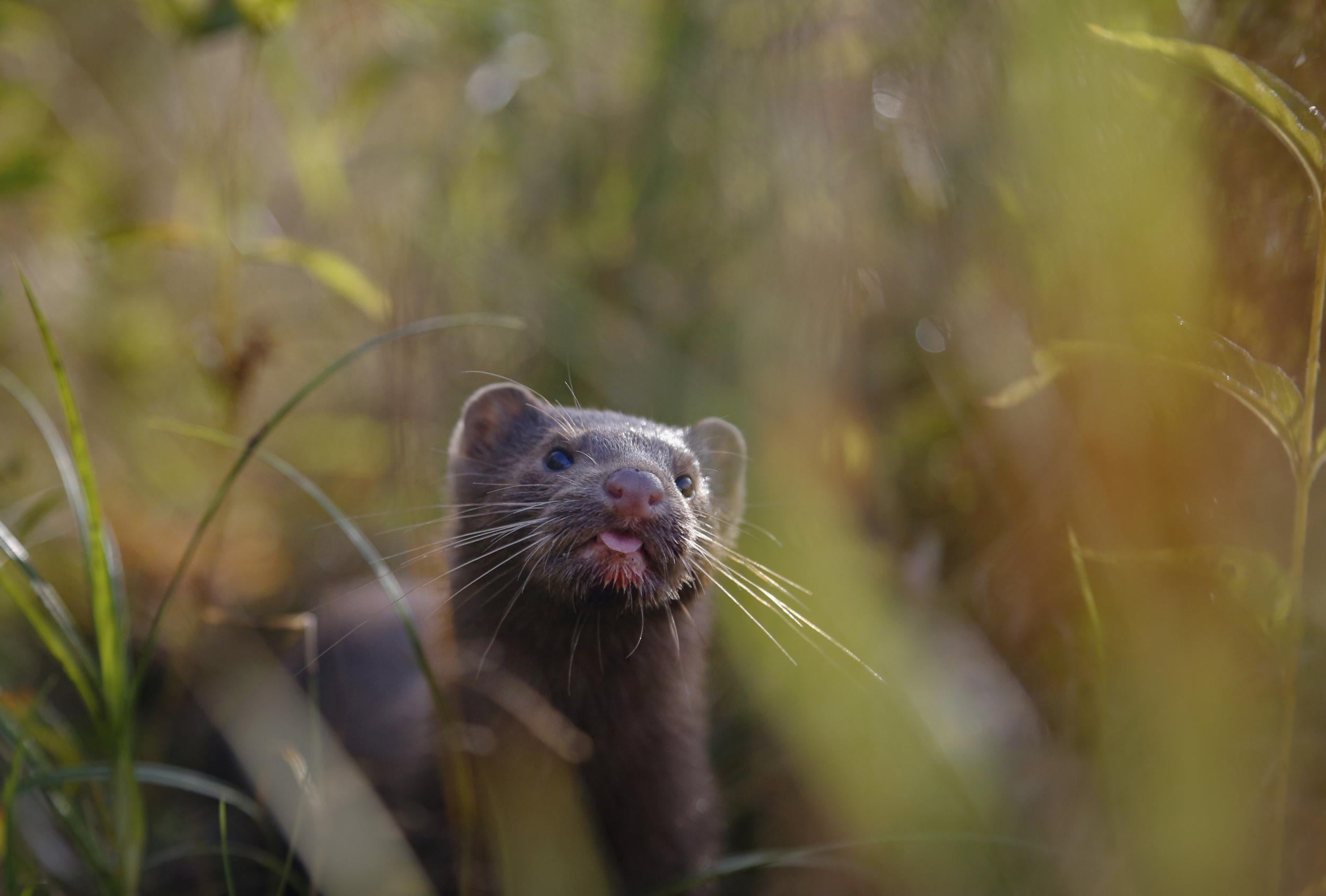 A mink sniffs the air as he surveys the river beach in search of food