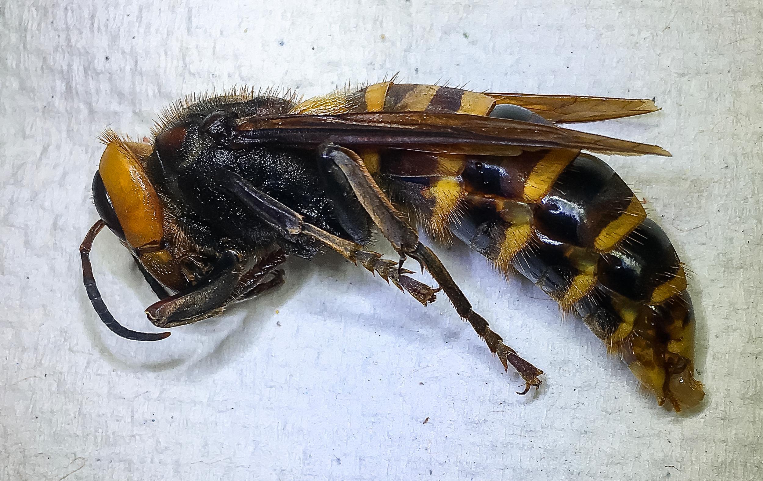 Side view of the so-called ‘murder hornet’, which represents a threat to honey bees in America