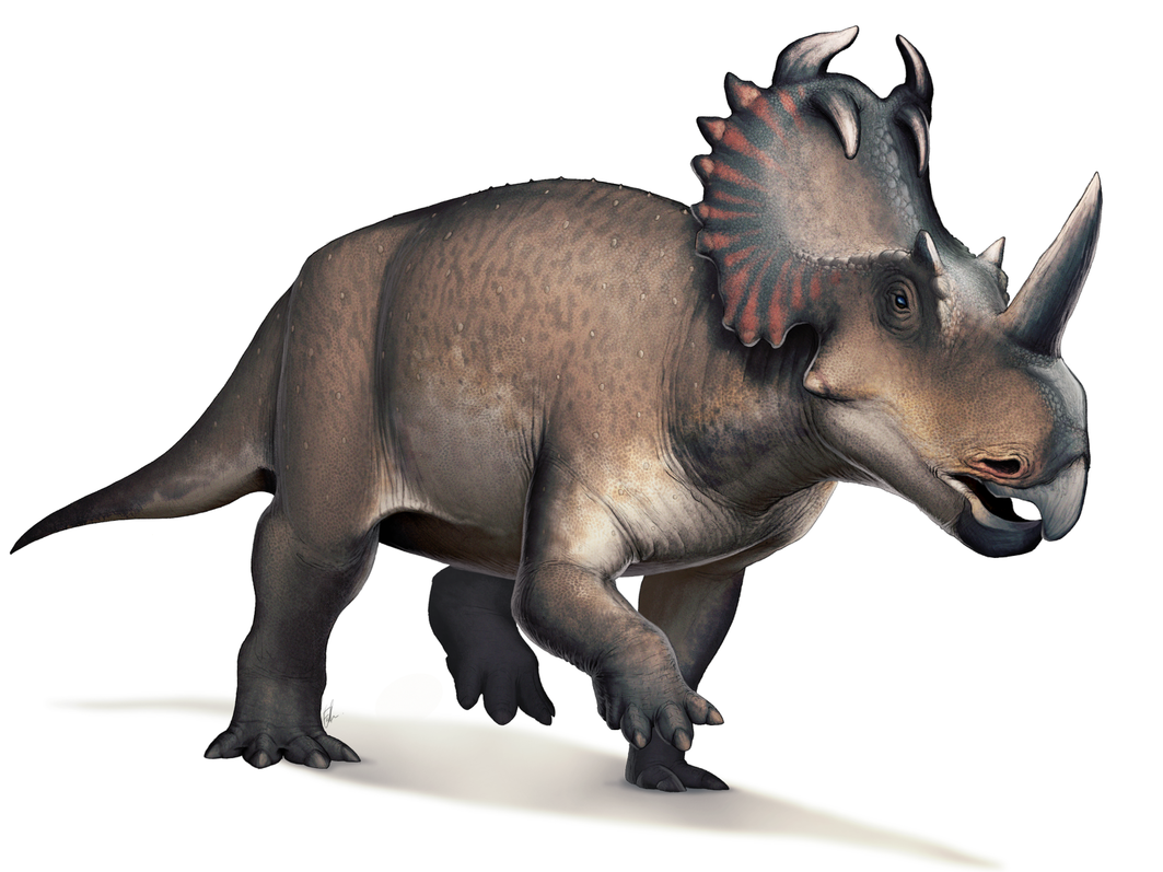 Centrosaurus was a horned dinosaur which lived around 75 million years ago in what is now Alberta Canada