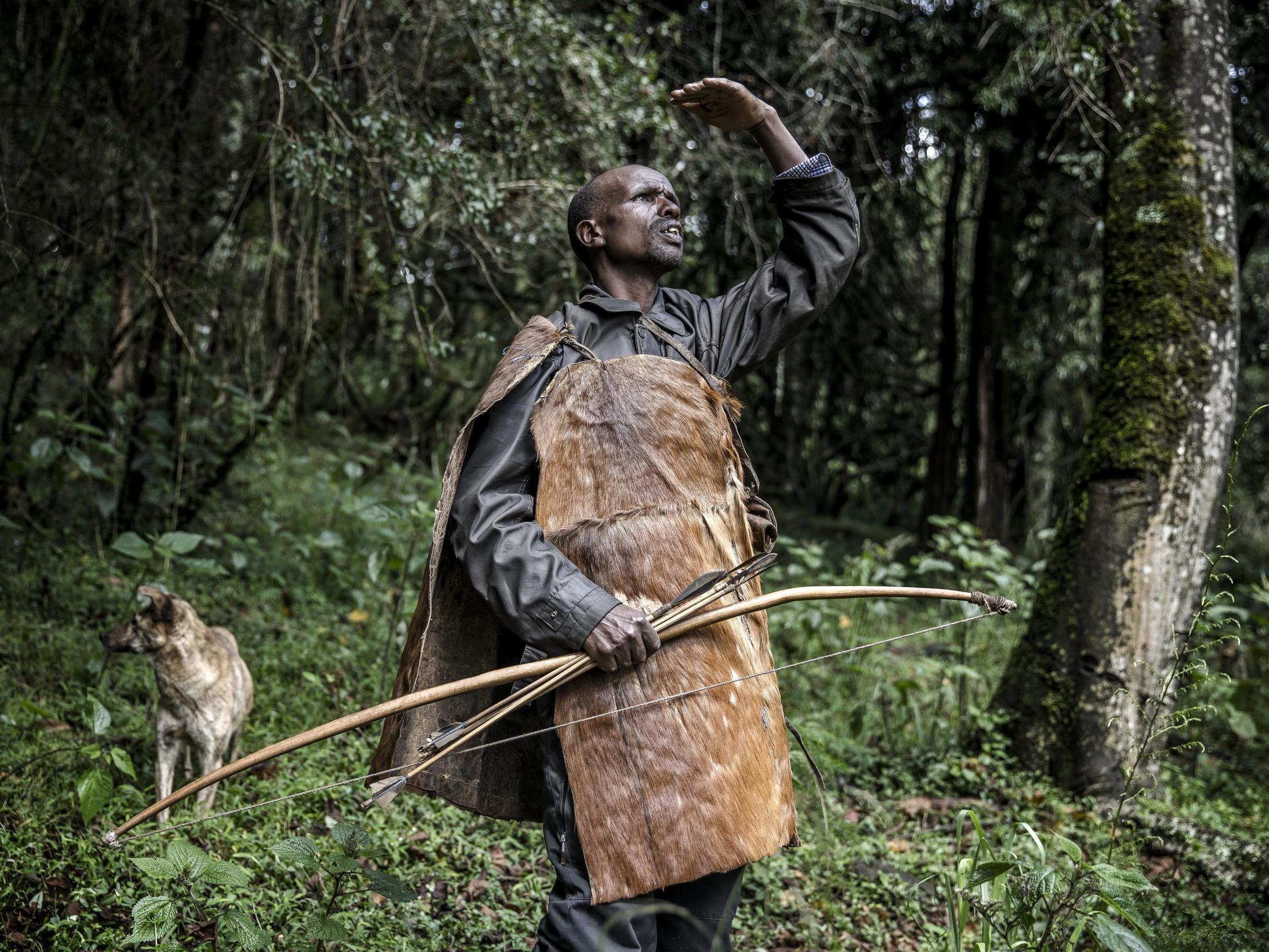 Ogiek hunter Joseph Kipkemoi Lesingo surveys a tree holding a beehive before collecting honey on a cold day