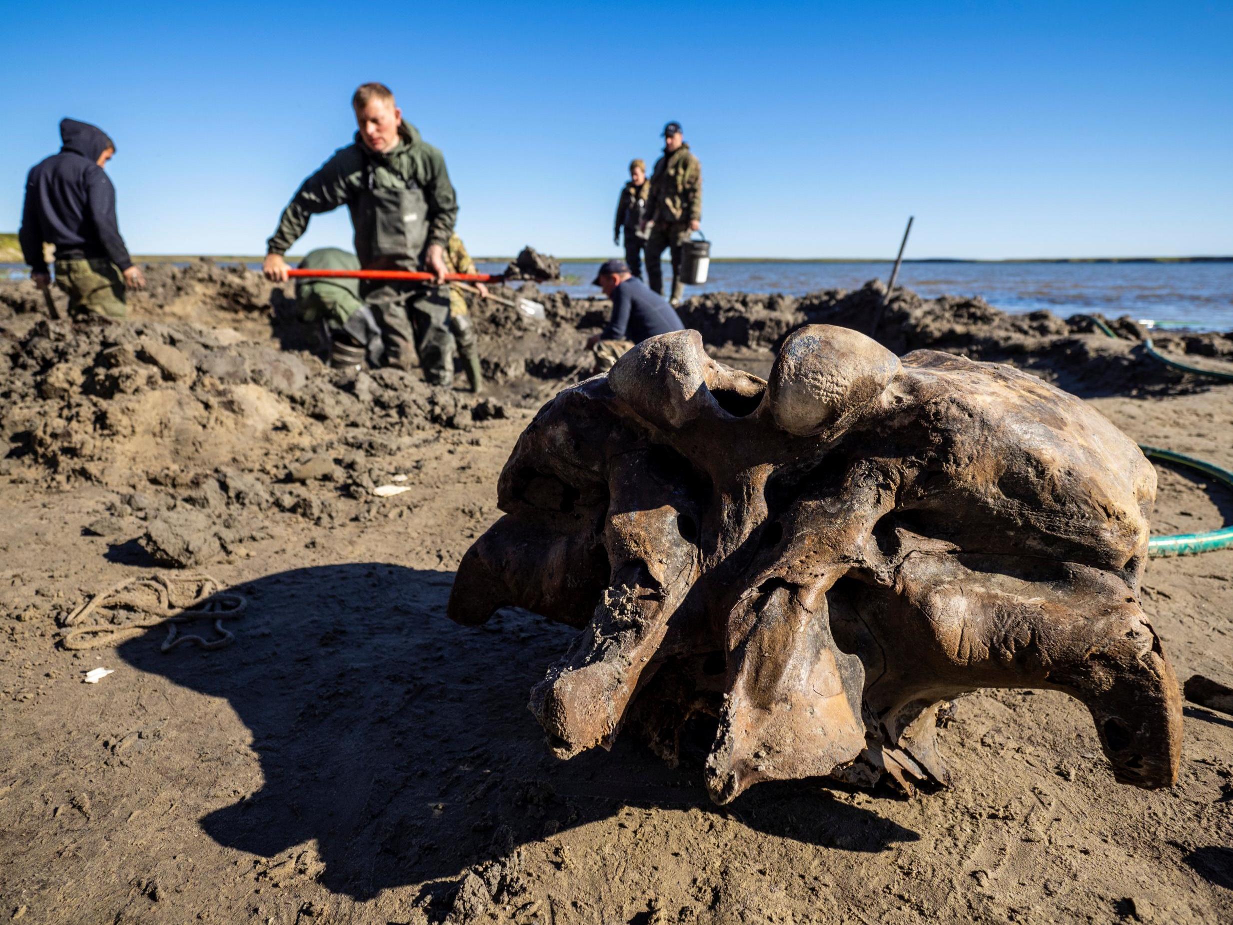 The bones of a mammoth are brought to the shore of Pechevalavato Lake in the Yamalo-Nenets autonomous district, Russia on 22 July, 2020.