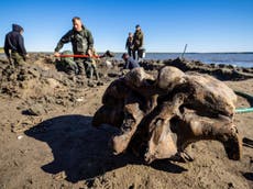 Mammoth skeleton thought to be 10,000 years old found in Siberian lake