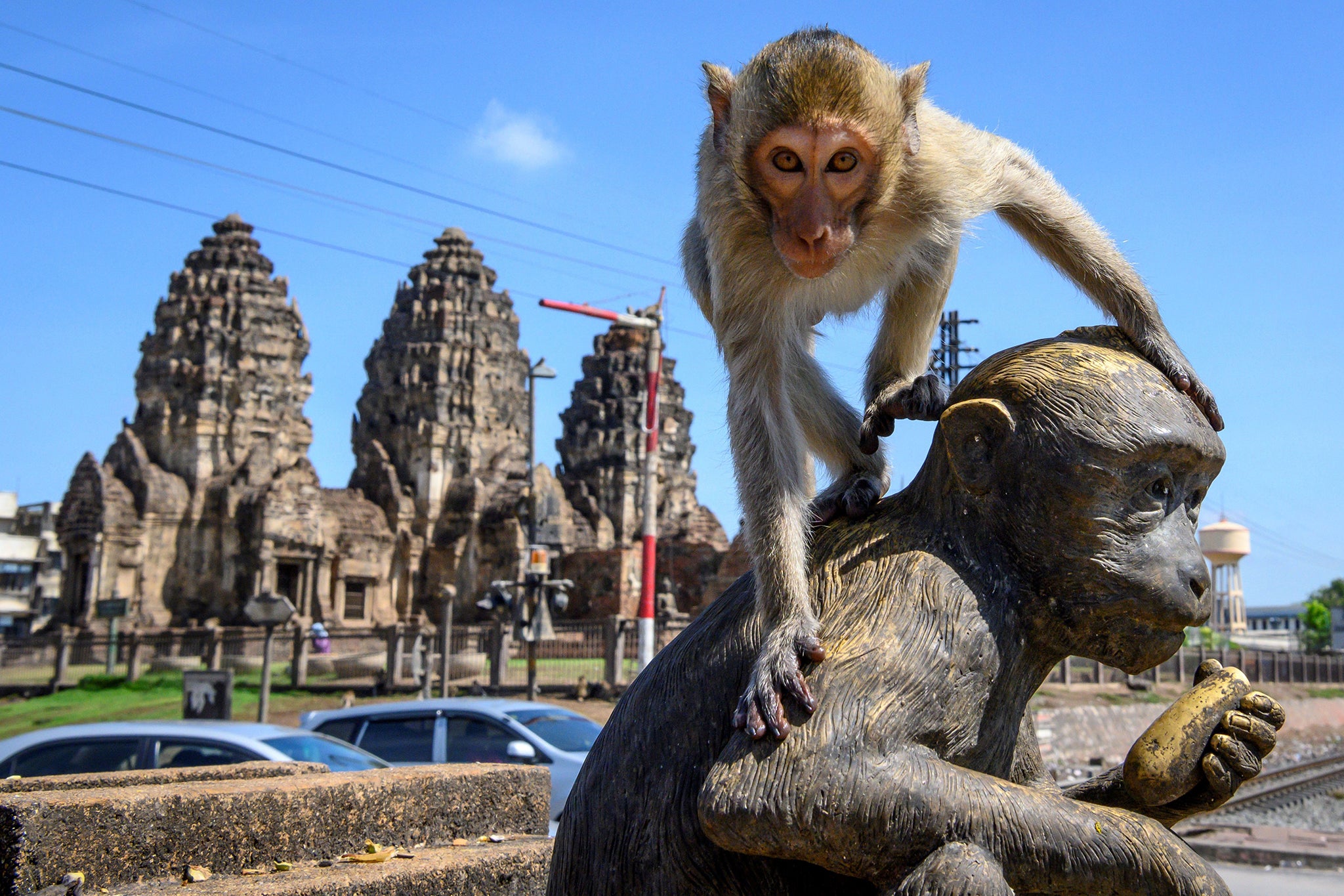 A crab-eating macaque clambers on top of a monkey statue in Lobpuri