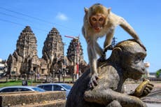 ‘The monkeys were here before us’: Once revered, macaques are now taking over a city in Thailand