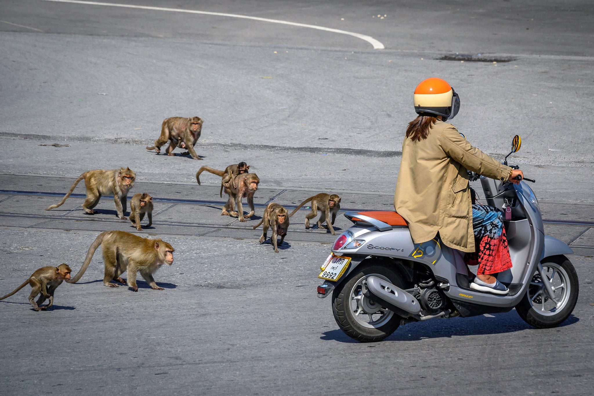 Crab-eating macaques chase after a woman on a scooter