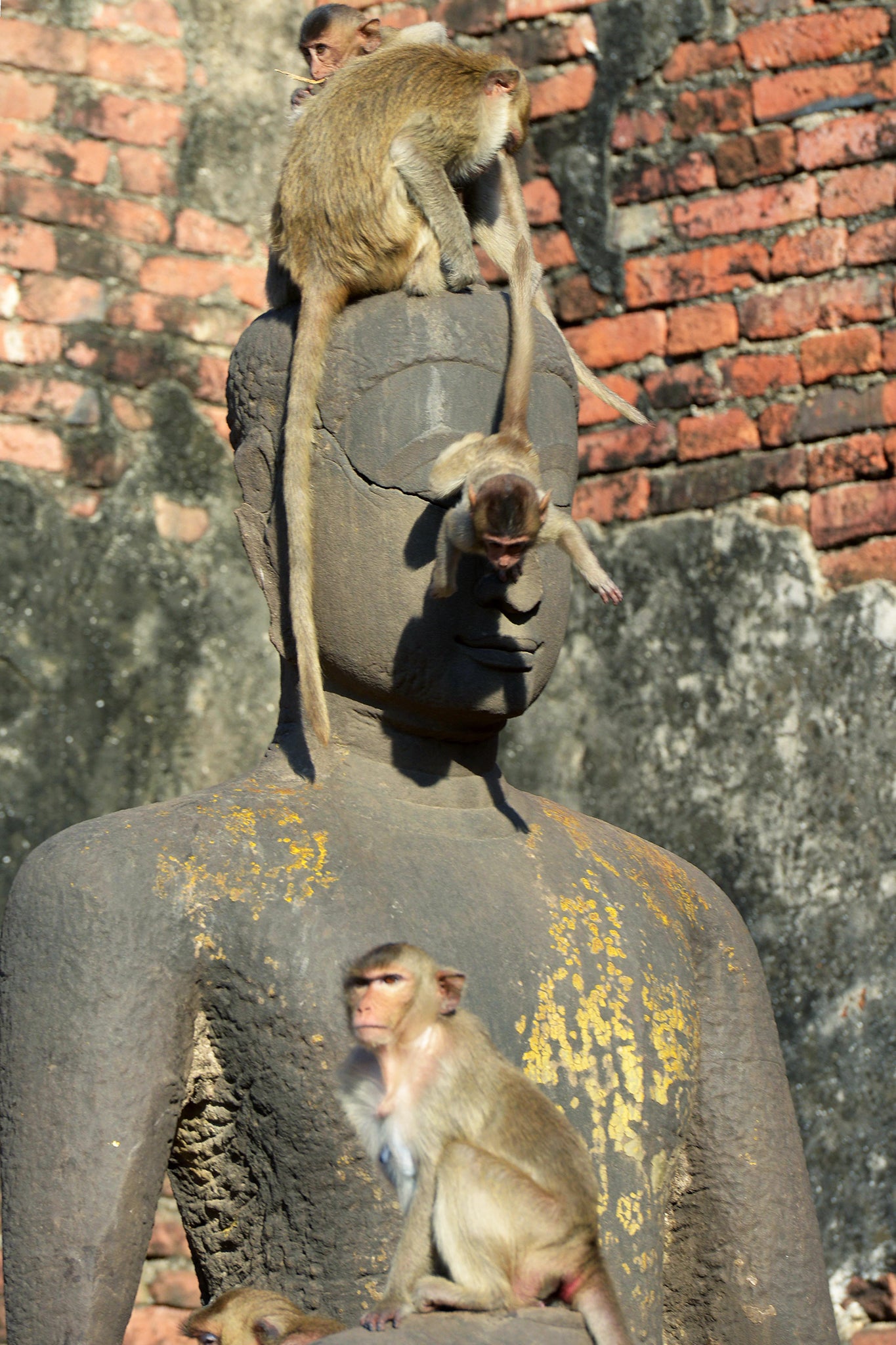 The monkeys used to keep solely to the city’s Buddhist temples