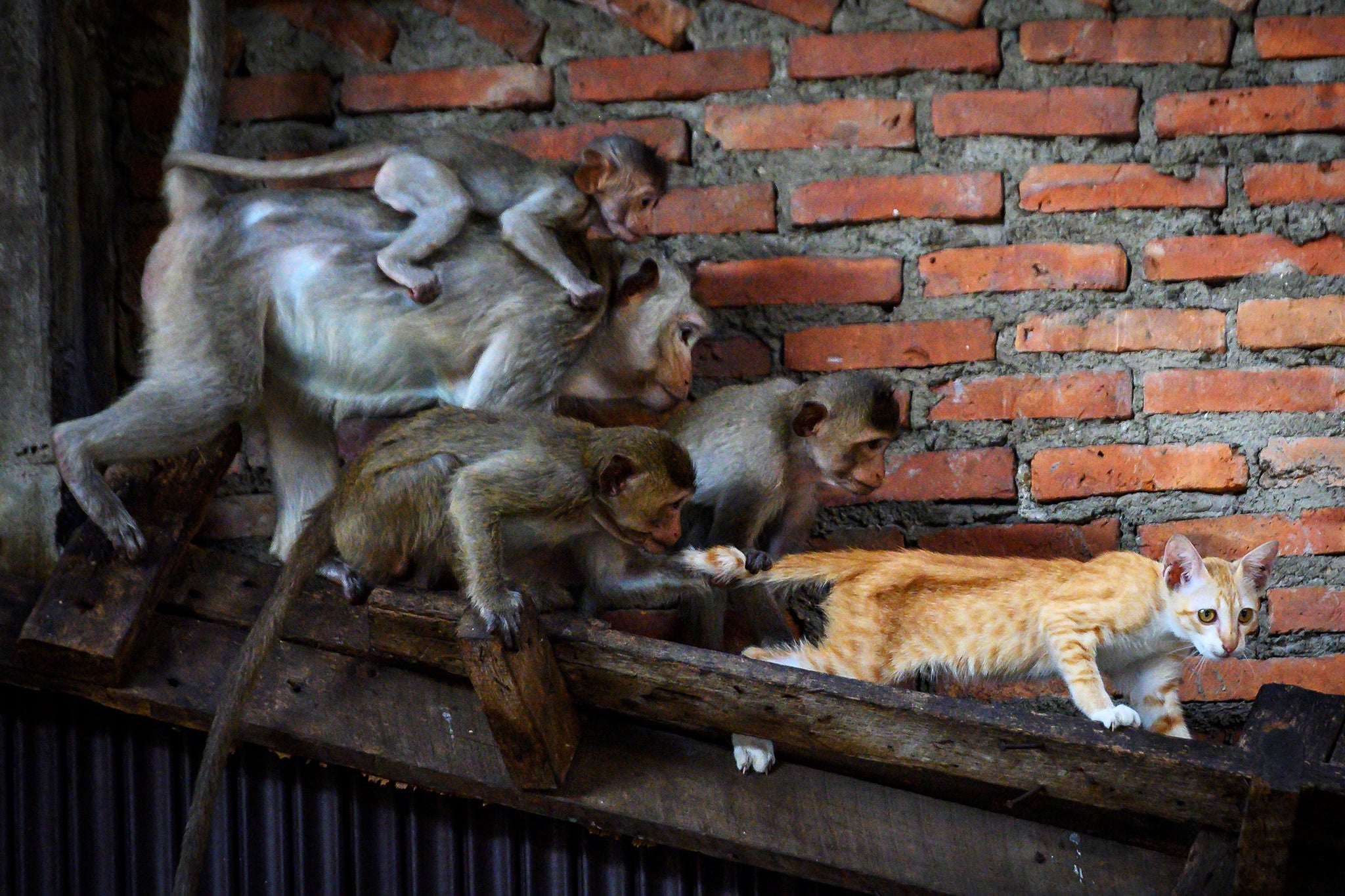 Outnumbered: a macaque grabs the tail of a cat