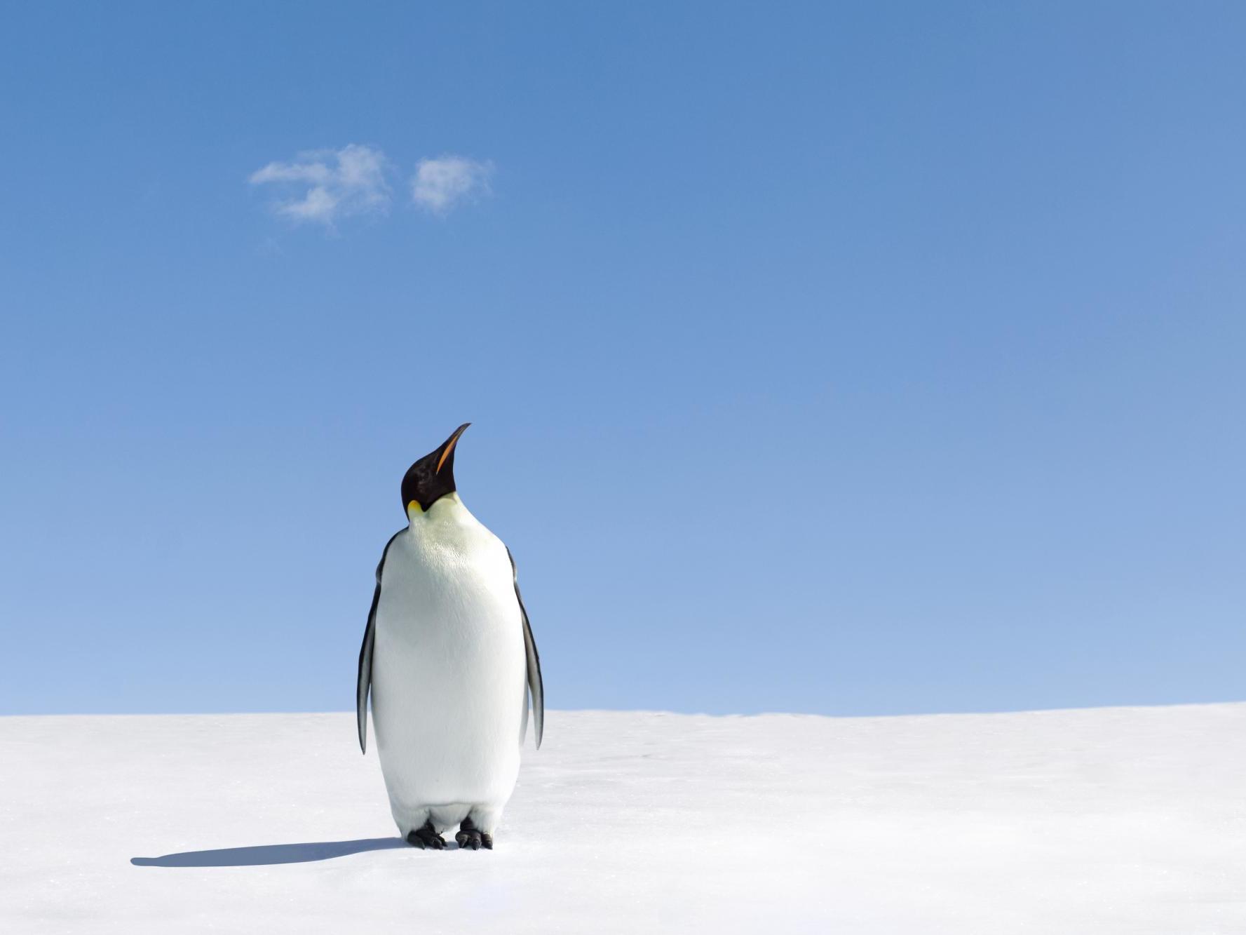 Satellites used penguin guano to reveal a 20 per cent rise in the number of emperor colonies known in Antarctica