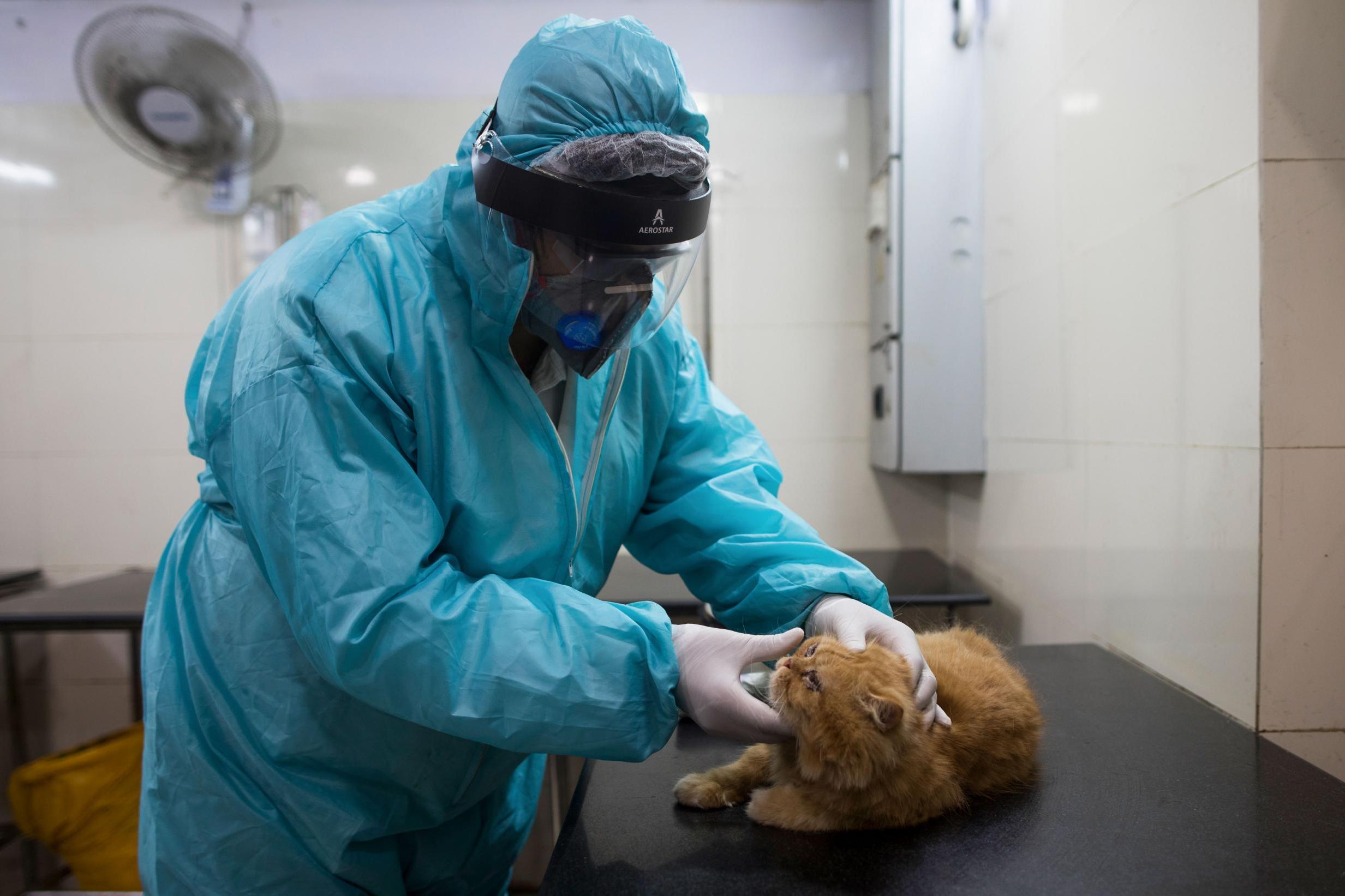 A vet examines a cat for signs of the virus (AFP/Getty)