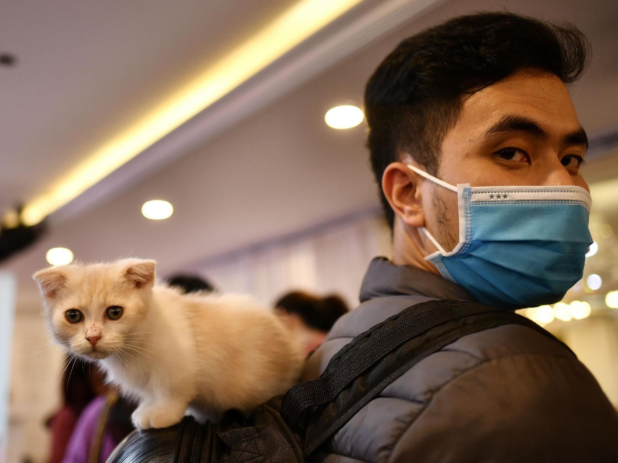 The furry creatures are unlikely to spread Covid any further (AFP/Getty)