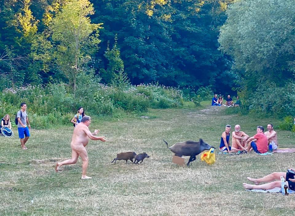 Onlookers were amused by the sight of a naked man chasing a wild boar carrying his belongings