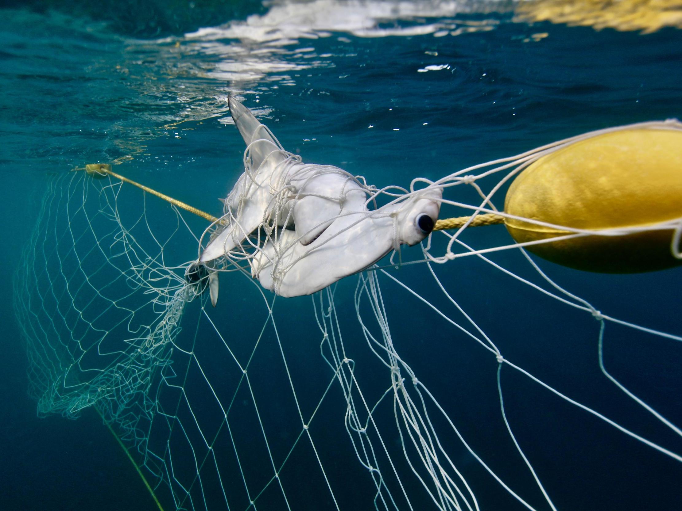 Rise in endangered dolphins, turtles, sharks and rays drowning in Australia’s killer shark nets